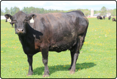 Black Angus at Deer Creek Angus Farm