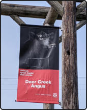 Beef Pricing Information at Deer Creek Angus Farm